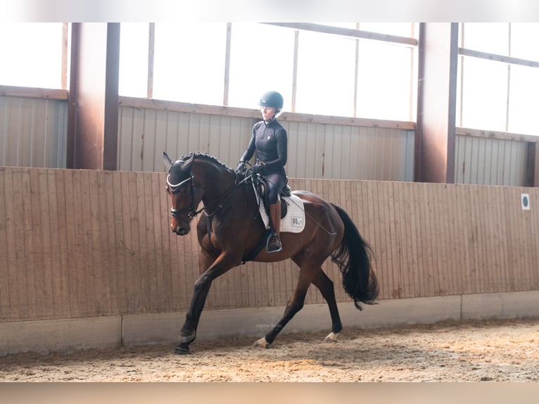 Oldenburger Springpaard Merrie 3 Jaar 172 cm Bruin in Augustusburg