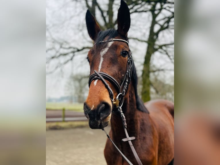 Oldenburger Springpaard Merrie 3 Jaar 172 cm Bruin in Versmold