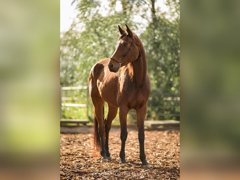 Oldenburger Springpaard Merrie 3 Jaar Bruin in Rastatt