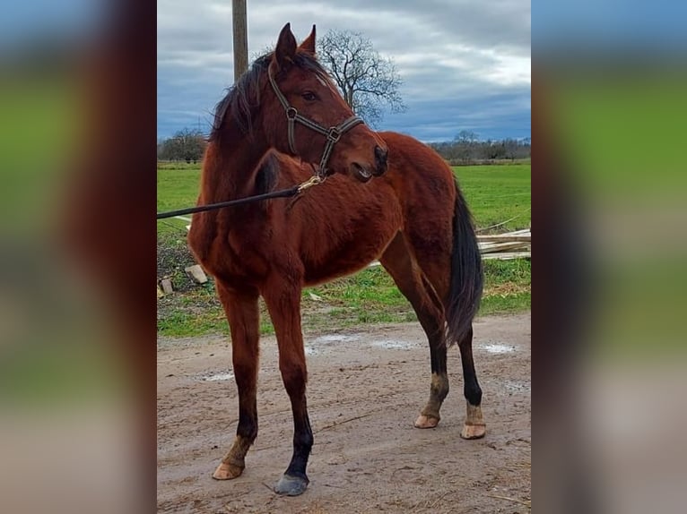 Oldenburger Springpaard Merrie 3 Jaar Bruin in Rastatt