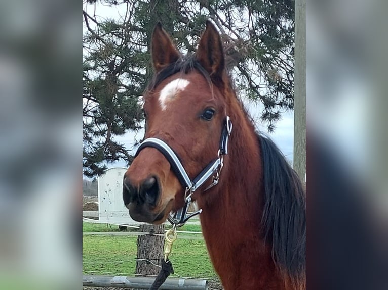 Oldenburger Springpaard Merrie 3 Jaar Bruin in Rastatt