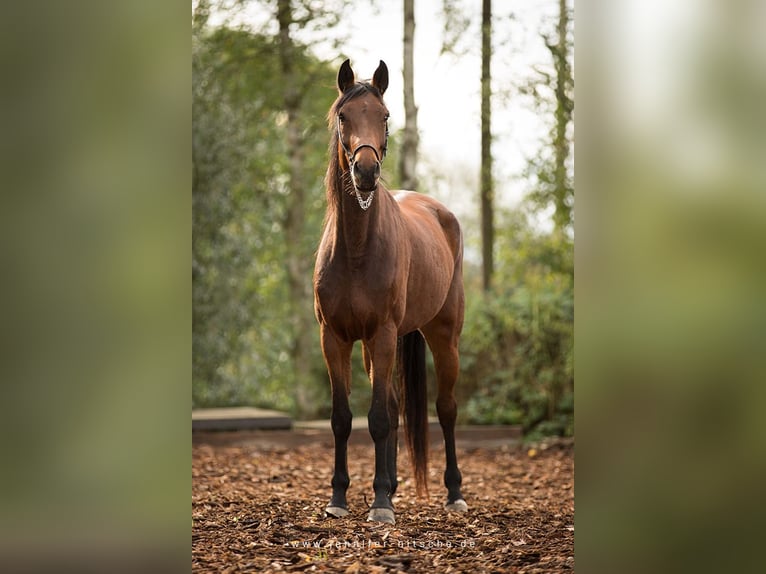 Oldenburger Springpaard Merrie 3 Jaar Bruin in Rastatt