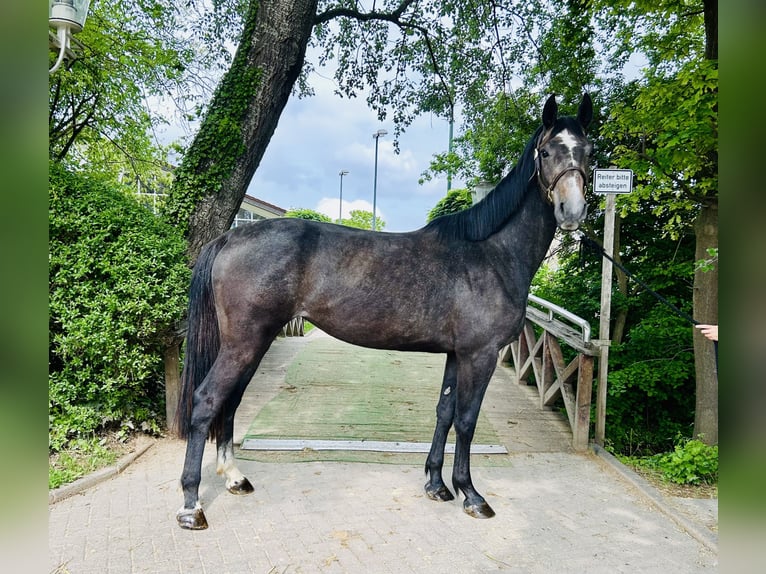 Oldenburger Springpaard Merrie 3 Jaar Schimmel in Z&#xFC;lpich