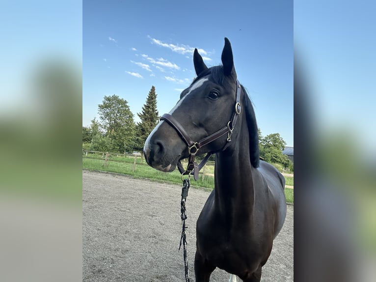 Oldenburger Springpaard Merrie 4 Jaar 156 cm Donkerbruin in Ahrensburg