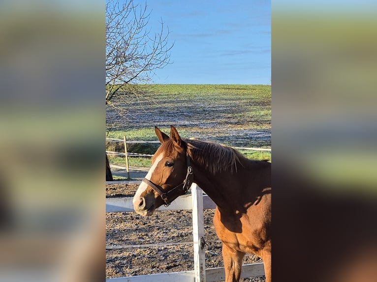 Oldenburger Springpaard Merrie 4 Jaar 160 cm Vos in Bruchsal