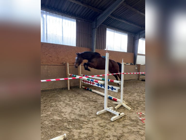 Oldenburger Springpaard Merrie 4 Jaar 161 cm Donkerbruin in Hude (Oldenburg)Hude