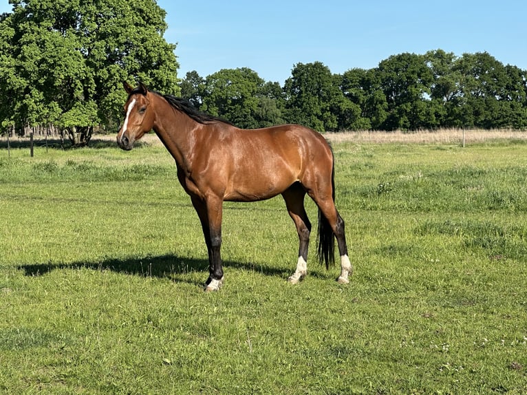 Oldenburger Springpaard Merrie 4 Jaar 162 cm Bruin in Michaelisbruch