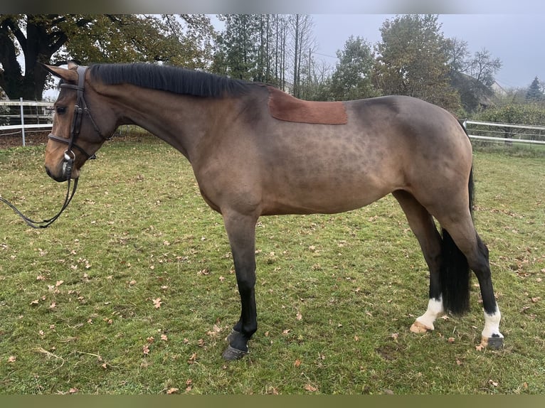 Oldenburger Springpaard Merrie 4 Jaar 163 cm Bruin in Gablingen