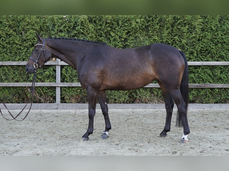 Oldenburger Springpaard Merrie 4 Jaar 163 cm Donkerbruin in Lohne (Oldenburg)