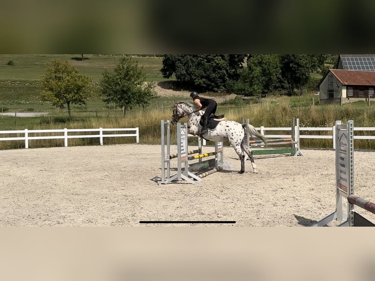 Oldenburger Springpaard Merrie 4 Jaar 164 cm Appaloosa in Berg