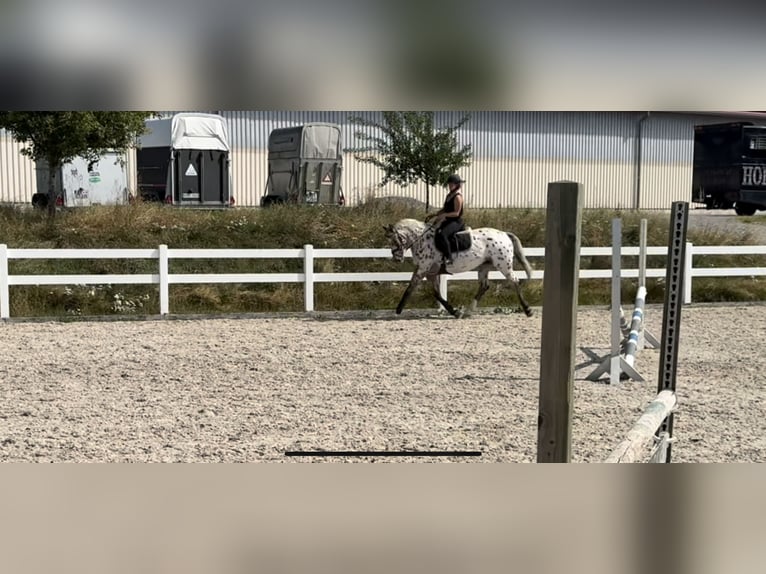 Oldenburger Springpaard Merrie 4 Jaar 164 cm Appaloosa in Berg