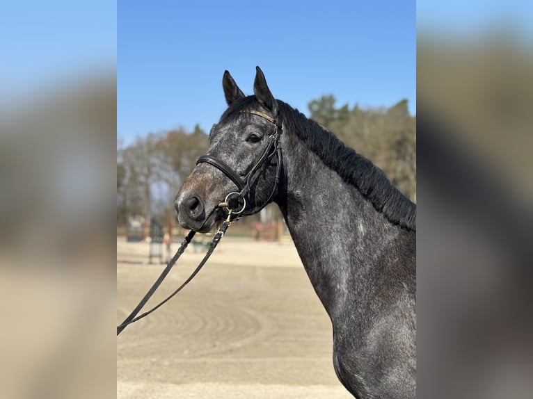 Oldenburger Springpaard Merrie 4 Jaar 164 cm Appelschimmel in Garlitz