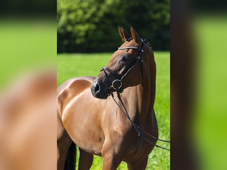 Oldenburger Springpaard Merrie 4 Jaar 164 cm Bruin in Bad Bentheim