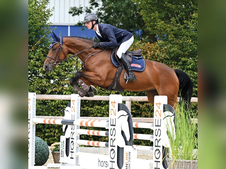 Oldenburger Springpaard Merrie 4 Jaar 164 cm Donkerbruin in Vechta