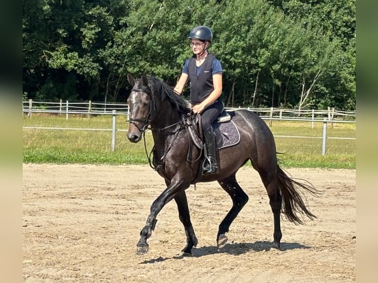 Oldenburger Springpaard Merrie 4 Jaar 164 cm Schimmel in LübtheenGarlitz