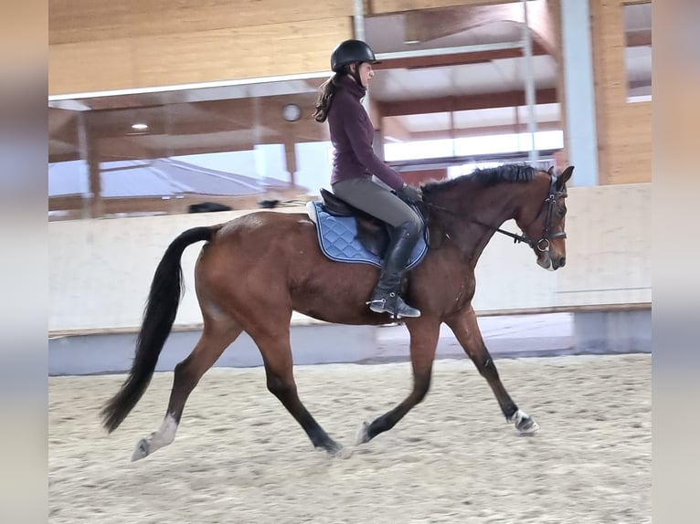 Oldenburger Springpaard Merrie 4 Jaar 165 cm Bruin in Leimersheim