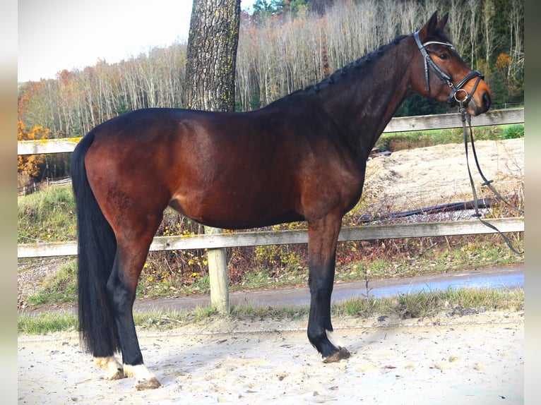 Oldenburger Springpaard Merrie 4 Jaar 165 cm Donkerbruin in Bad Dürrheim