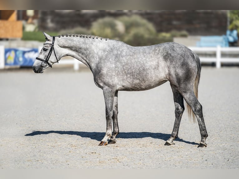 Oldenburger Springpaard Merrie 4 Jaar 165 cm Schimmel in Zduchovice
