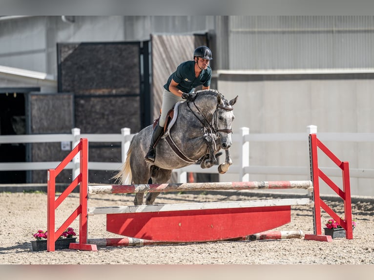 Oldenburger Springpaard Merrie 4 Jaar 165 cm Schimmel in Zduchovice