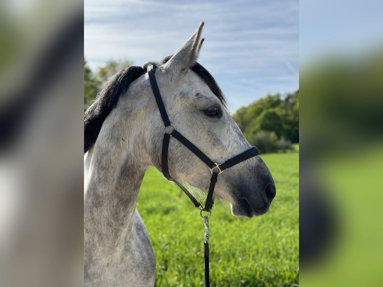 Oldenburger Springpaard Merrie 4 Jaar 165 cm Schimmel in Train