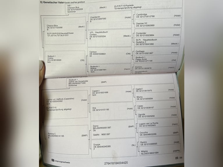 Oldenburger Springpaard Merrie 4 Jaar 165 cm Schimmel in Stolzenau