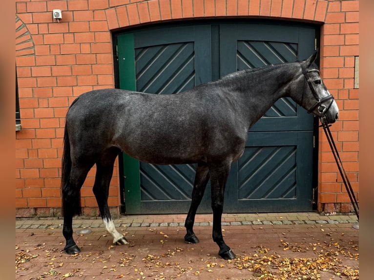 Oldenburger Springpaard Merrie 4 Jaar 165 cm Schimmel in Stolzenau