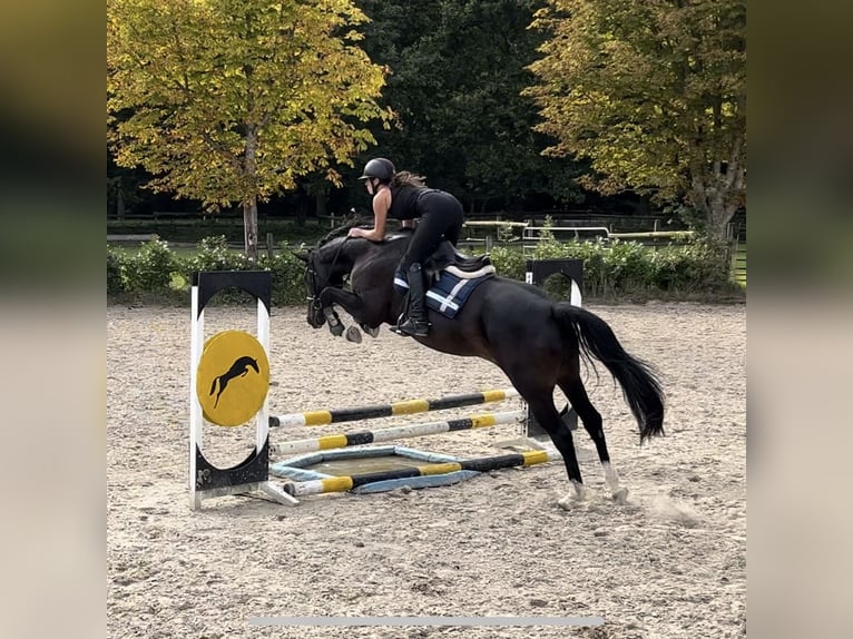 Oldenburger Springpaard Merrie 4 Jaar 166 cm Zwart in Bohmte