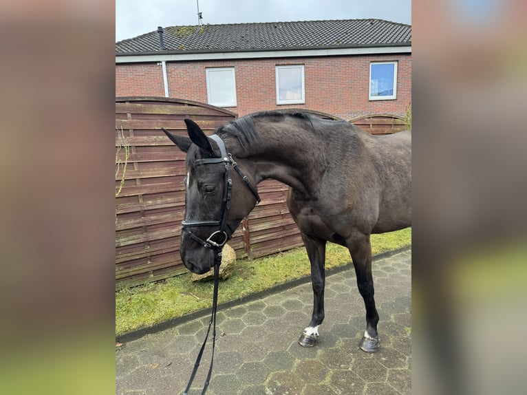 Oldenburger Springpaard Merrie 4 Jaar 166 cm Zwartbruin in WardenburgWardenburg