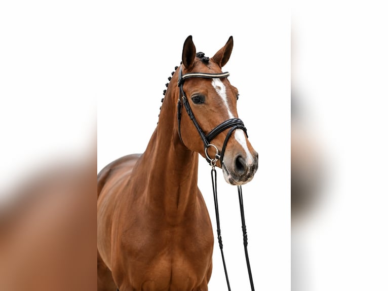 Oldenburger Springpaard Merrie 4 Jaar 167 cm Bruin in GŁUBCZYN