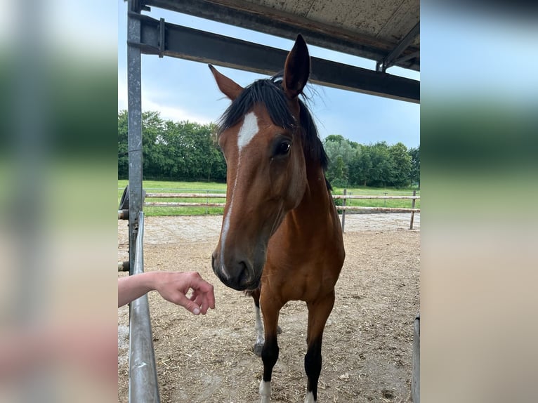 Oldenburger Springpaard Merrie 4 Jaar 167 cm Bruin in Röhrmoos