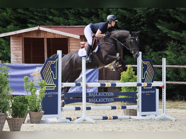 Oldenburger Springpaard Merrie 4 Jaar 167 cm Zwartschimmel in Diepholz