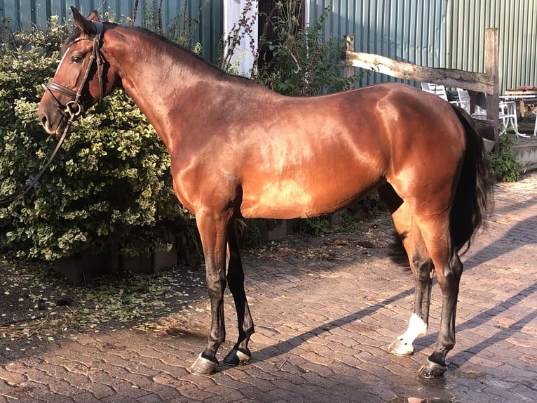 Oldenburger Springpaard Merrie 4 Jaar 168 cm Bruin in Hiddenhausen