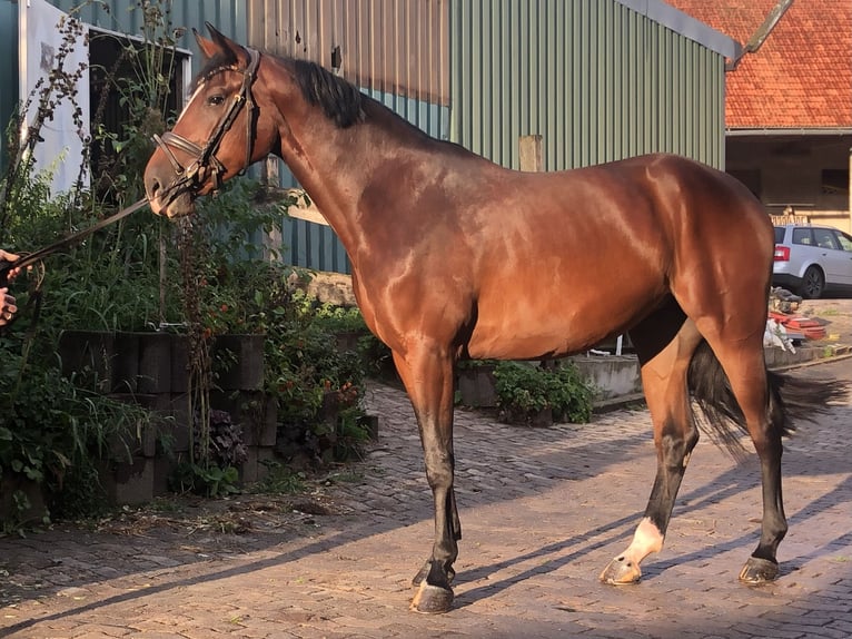 Oldenburger Springpaard Merrie 4 Jaar 168 cm Bruin in Hiddenhausen