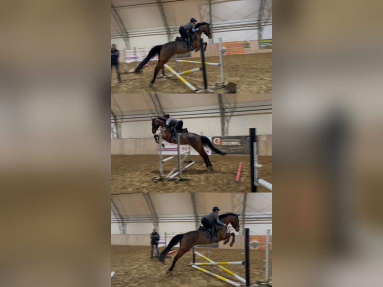 Oldenburger Springpaard Merrie 4 Jaar 168 cm Bruin in Schwedt/Oder