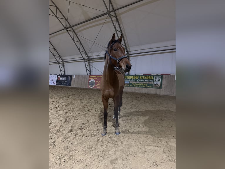 Oldenburger Springpaard Merrie 4 Jaar 168 cm Bruin in Schwedt/Oder