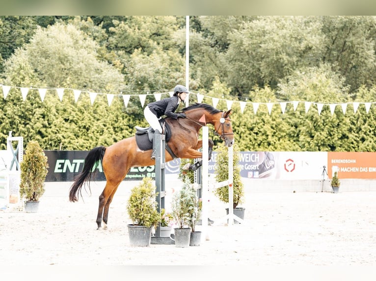 Oldenburger Springpaard Merrie 4 Jaar 168 cm Bruin in Sehlem