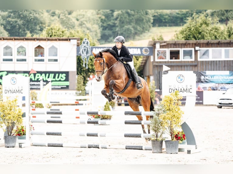 Oldenburger Springpaard Merrie 4 Jaar 168 cm Bruin in Sehlem