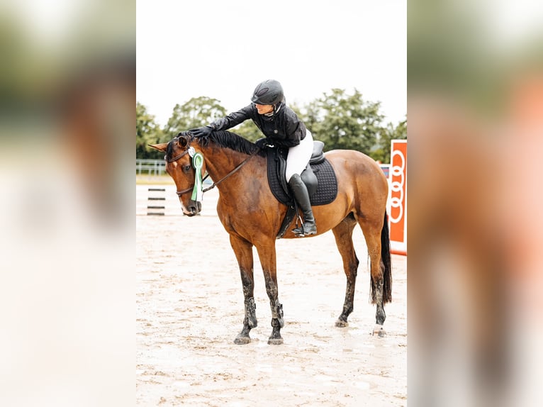 Oldenburger Springpaard Merrie 4 Jaar 168 cm Bruin in Sehlem