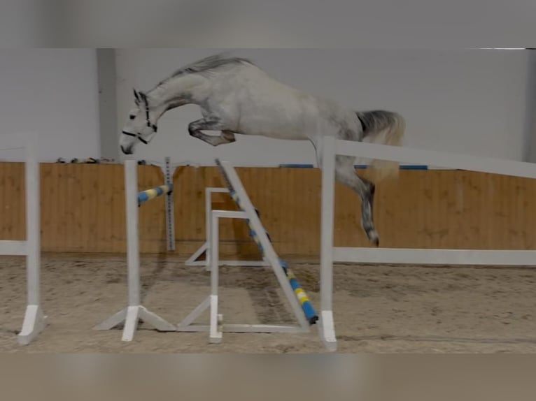 Oldenburger Springpaard Merrie 4 Jaar 168 cm Schimmel in G&#x141;UBCZYN