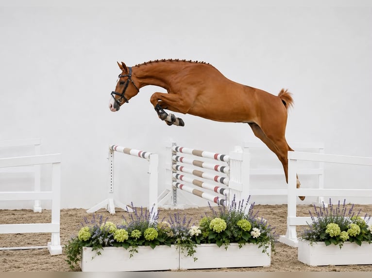 Oldenburger Springpaard Merrie 4 Jaar 168 cm Vos in GŁUBCZYN