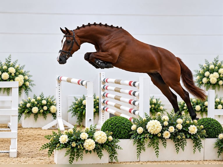 Oldenburger Springpaard Merrie 4 Jaar 168 cm Vos in ROGOWNICA