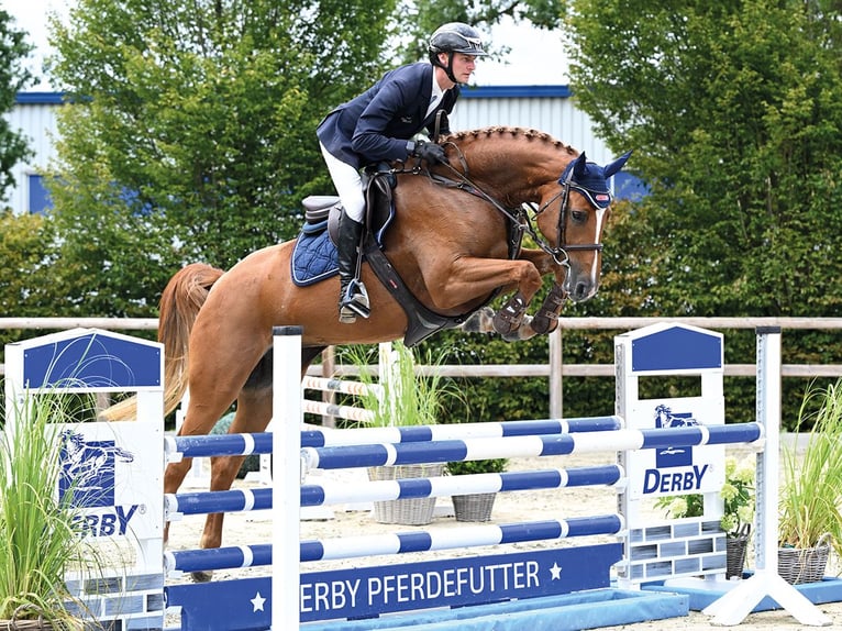 Oldenburger Springpaard Merrie 4 Jaar 168 cm Vos in Vechta