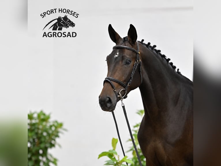 Oldenburger Springpaard Merrie 4 Jaar 168 cm Zwartbruin in GŁUBCZYN