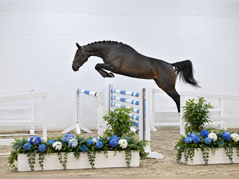 Oldenburger Springpaard Merrie 4 Jaar 168 cm Zwartbruin in GŁUBCZYN