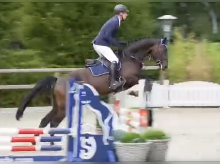 Oldenburger Springpaard Merrie 4 Jaar 168 cm Zwartbruin in Neupotz