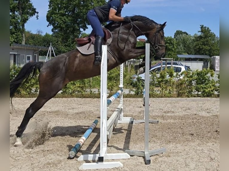 Oldenburger Springpaard Merrie 4 Jaar 168 cm Zwartbruin in Neupotz
