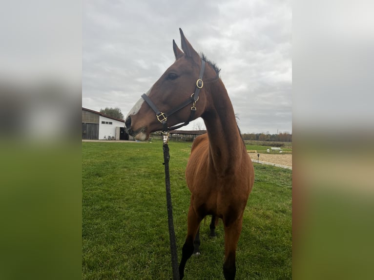 Oldenburger Springpaard Merrie 4 Jaar 170 cm Bruin in Berlin