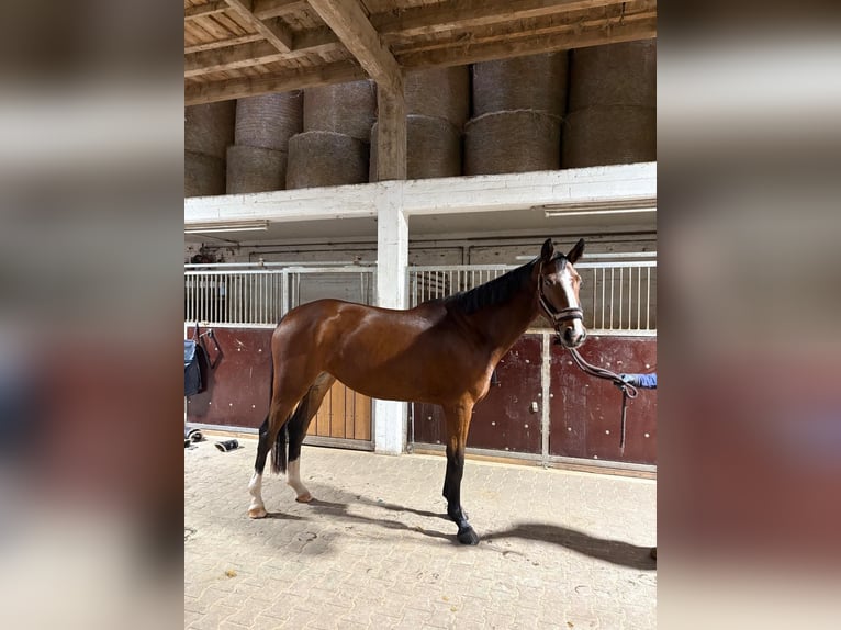 Oldenburger Springpaard Merrie 4 Jaar 170 cm Bruin in Niddatal
