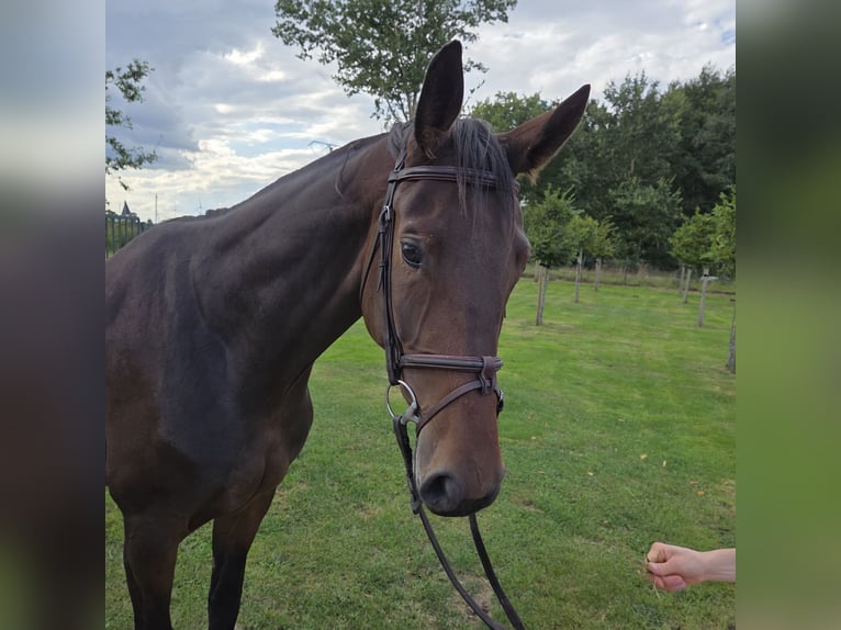 Oldenburger Springpaard Merrie 4 Jaar 170 cm Donkerbruin in Wettrup