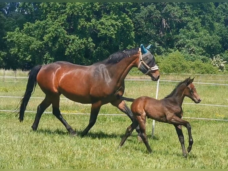 Oldenburger Springpaard Merrie 4 Jaar 170 cm Schimmel in Mechelroda